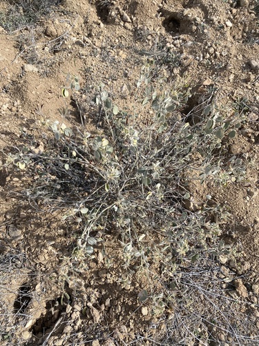 Durango Senna