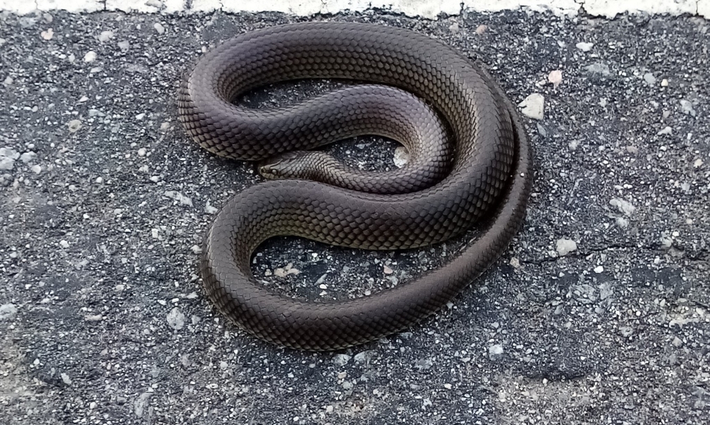 Culebra