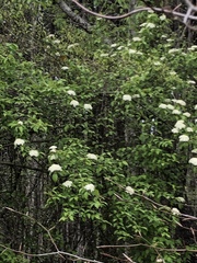 Viburnaceae