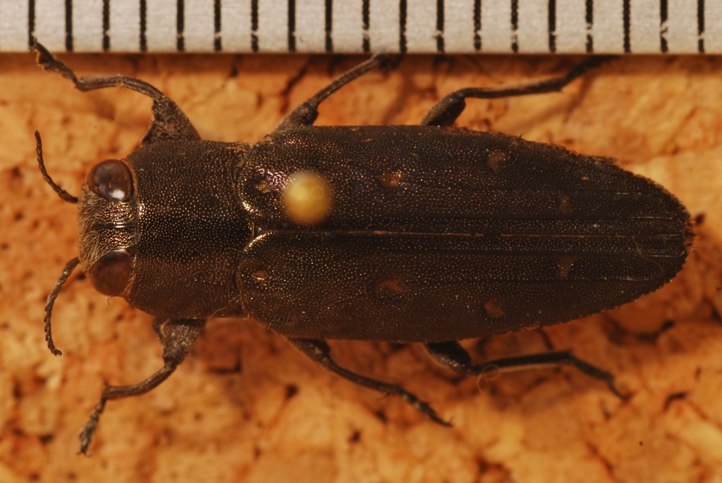 Chrysobothris atabalipa