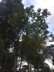 Citharexylum donnell-smithii