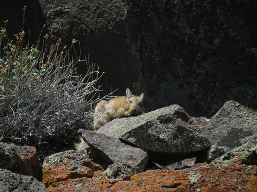 Wolffsohn's Mountain Viscacha