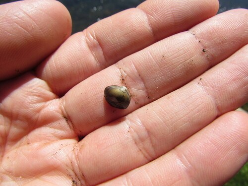 Sphaerium patagonicum