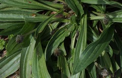 Plantago lanceolata