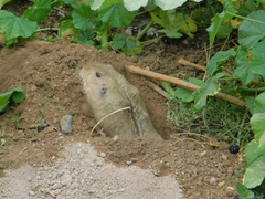 Cratogeomys castanops