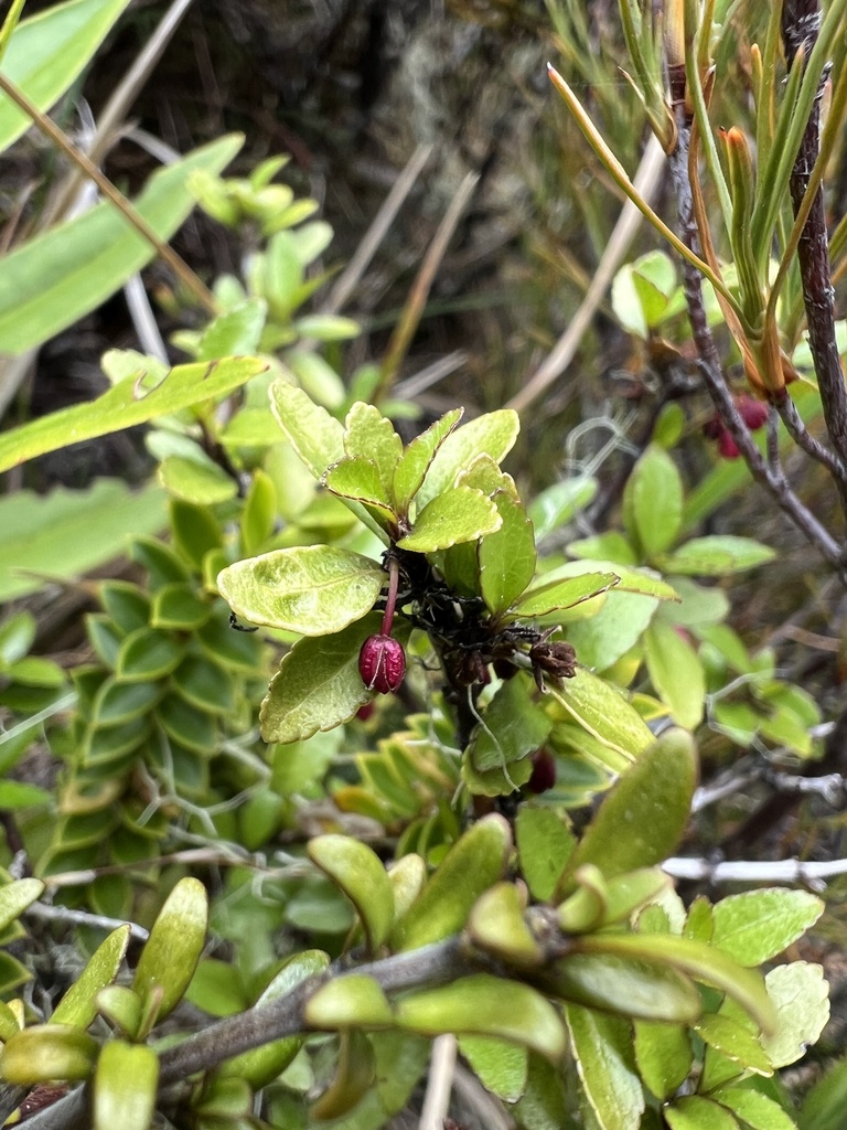 Aristotelia fruticosa; photograph Hannah Rogers, CC BY, iNaturalist via GBIF