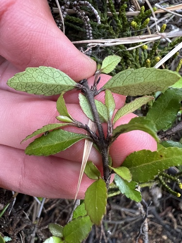 Aristotelia fruticosa, photograph 1
