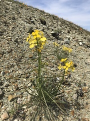 Erysimum franciscanum
