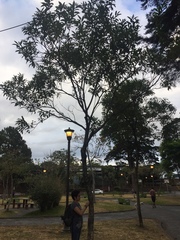 Citharexylum donnell-smithii