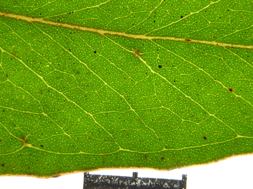 Eucalyptus erosa