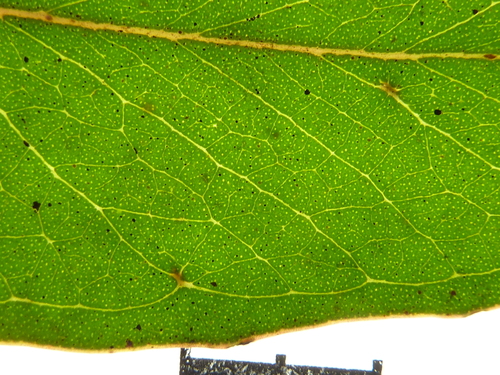 Eucalyptus erosa 2
