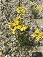 Erysimum franciscanum