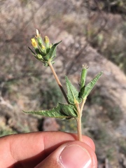 Mentzelia montana