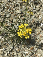 Erysimum franciscanum