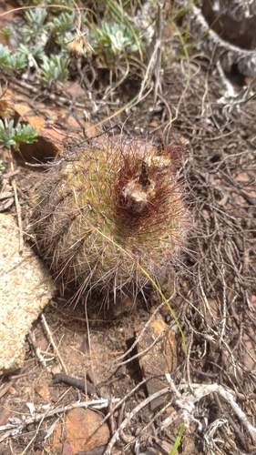 Parodia concinna