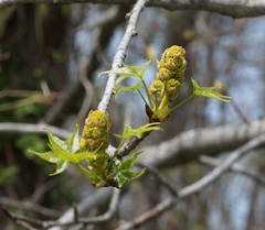 Liquidambar styraciflua