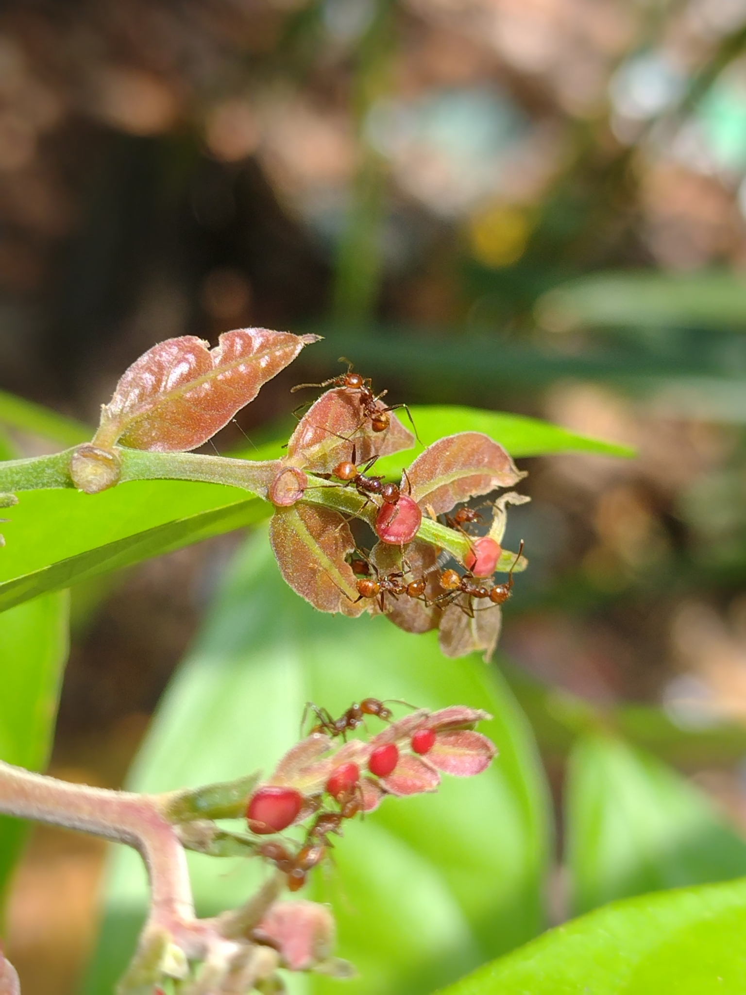 Pheidole biconstricta