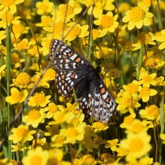 Euphydryas editha bayensis