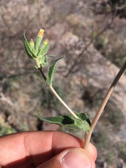 Mentzelia montana
