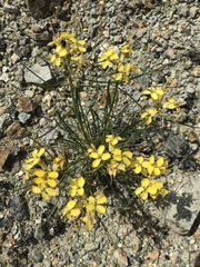 Erysimum franciscanum
