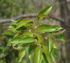 Prunus serotina
