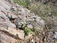 Mentzelia montana