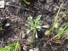 Hesperevax sparsiflora