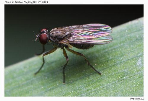 Coenosia strigipes
