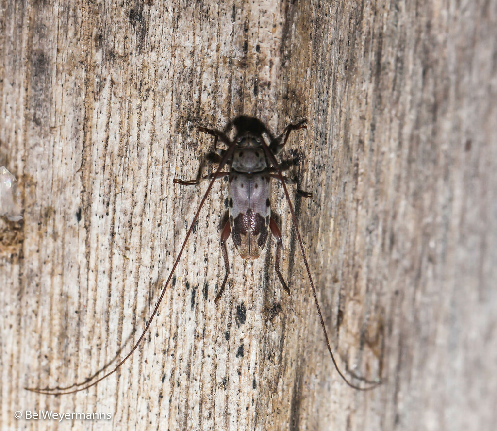 Lepturges seabrai