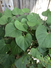 Ipomoea ochracea