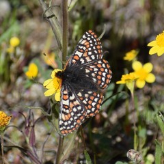 Euphydryas editha bayensis