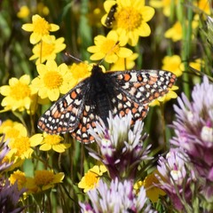 Euphydryas editha bayensis