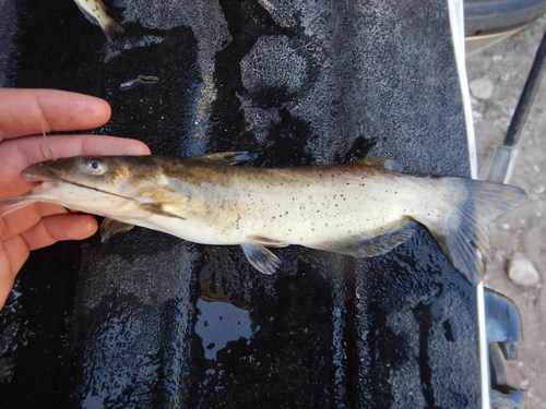 Headwater Catfish