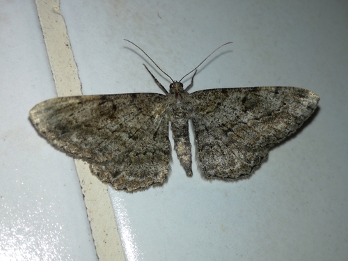 Grba korak (Peribatodes rhomboidaria)