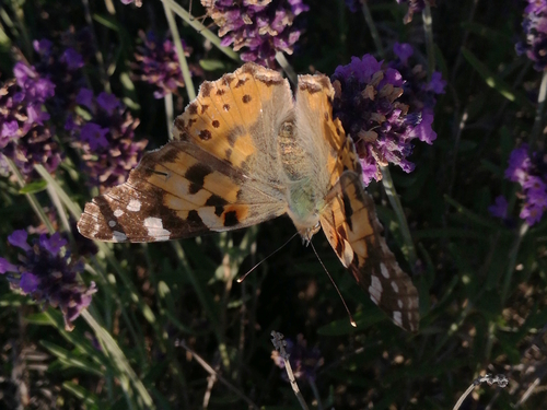 Stričkovac (Vanessa cardui)