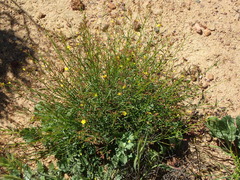 Crocanthemum scoparium