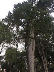 Citharexylum donnell-smithii