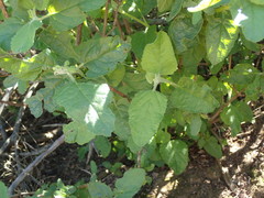 Lepechinia cardiophylla