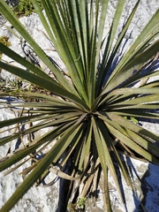 Dasylirion cedrosanum