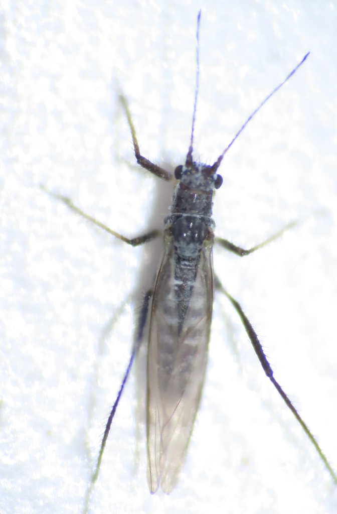 pine needle aphid from Alpharetta, GA, USA on December 24, 2023 at 12: ...