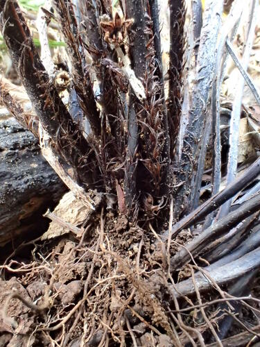 Doryopteris angelica, 2016-09-26