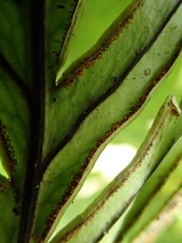 Doryopteris angelica, 2018-06-22