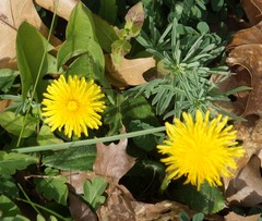 Taraxacum officinale