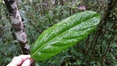 Cryptocarya