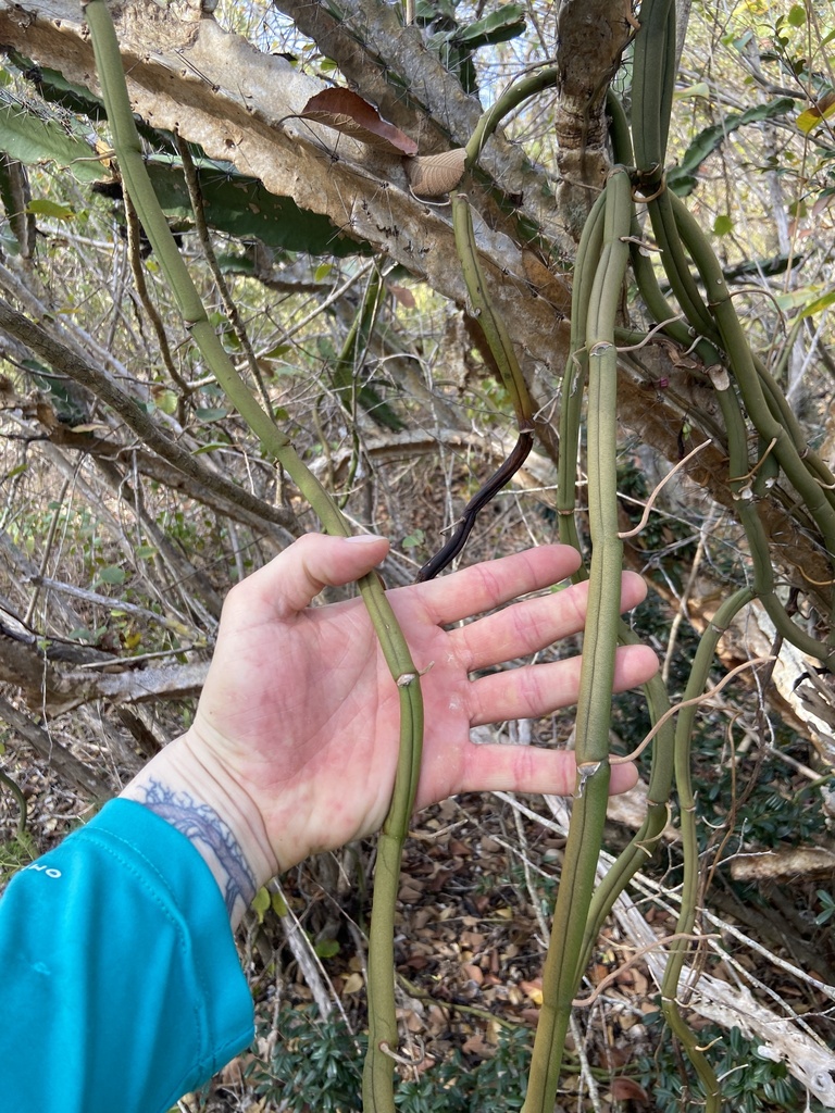 Vanilla claviculata