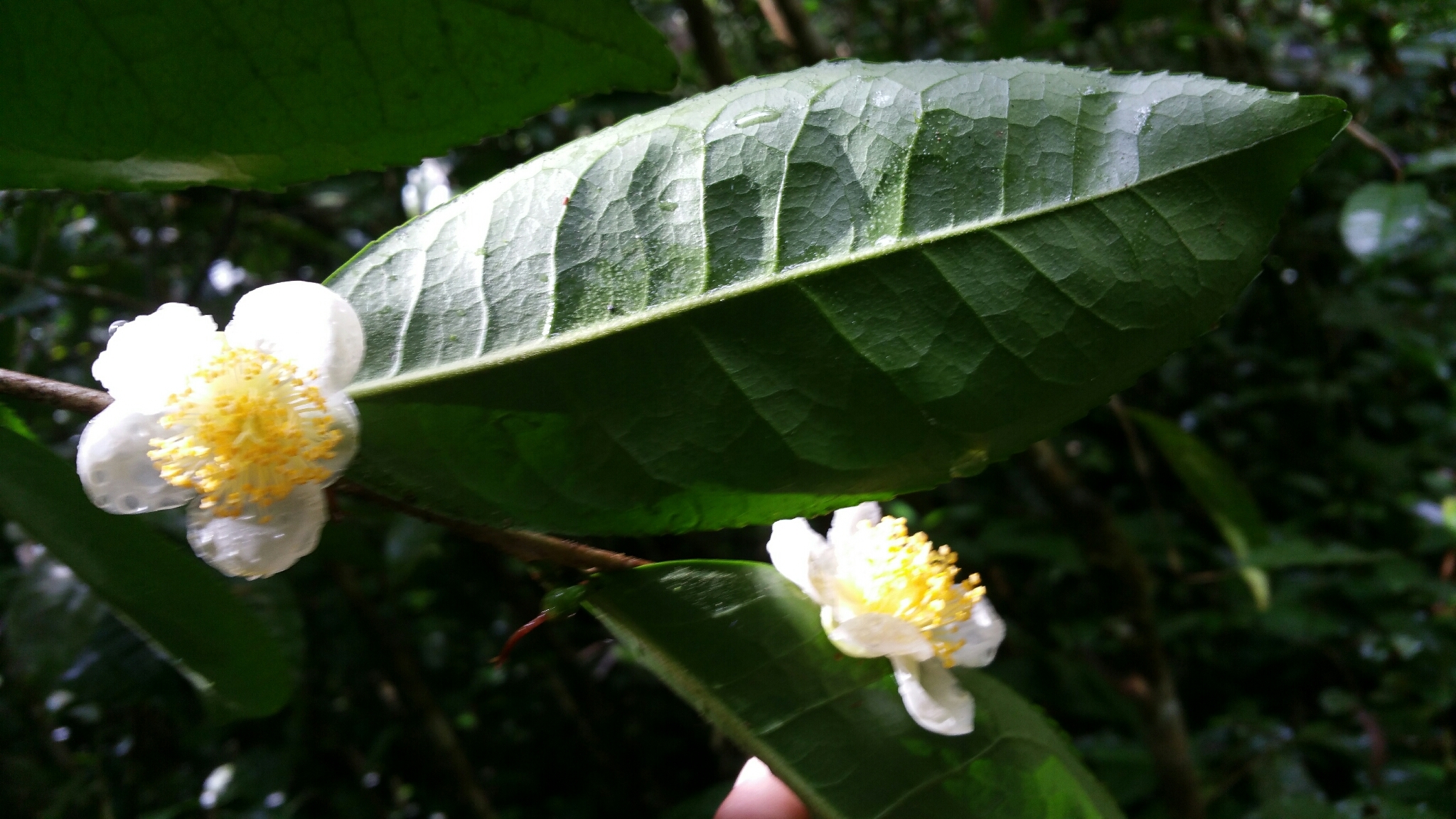 Camellia sinensis