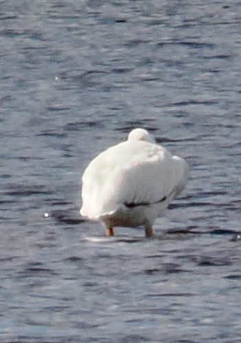 American White Pelican photographed in Delaware