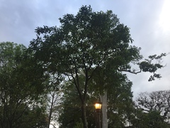 Citharexylum donnell-smithii