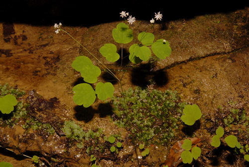 Image of Thalictrum mirabile by (c) Brian Finzel, some rights reserved (CC BY-SA)