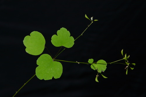 Image of Thalictrum mirabile by (c) Brian Finzel, some rights reserved (CC BY-SA)